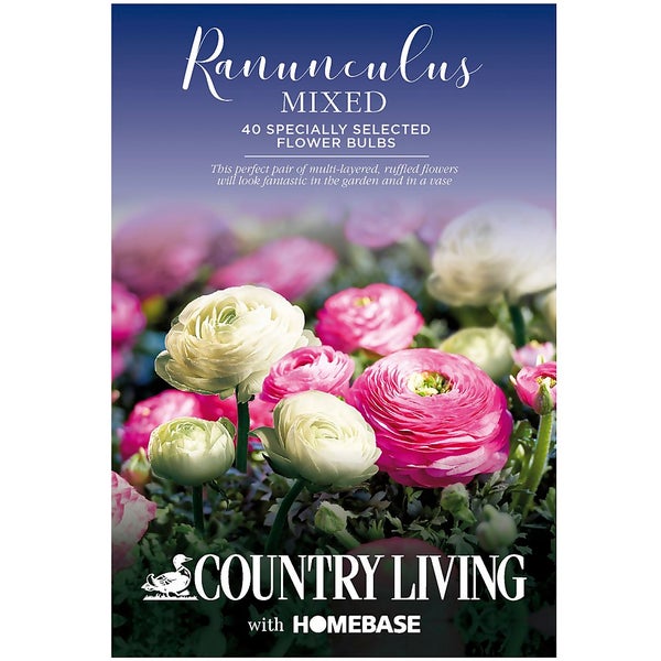 Ranunculus Mixed Flower Bulbs Homebase