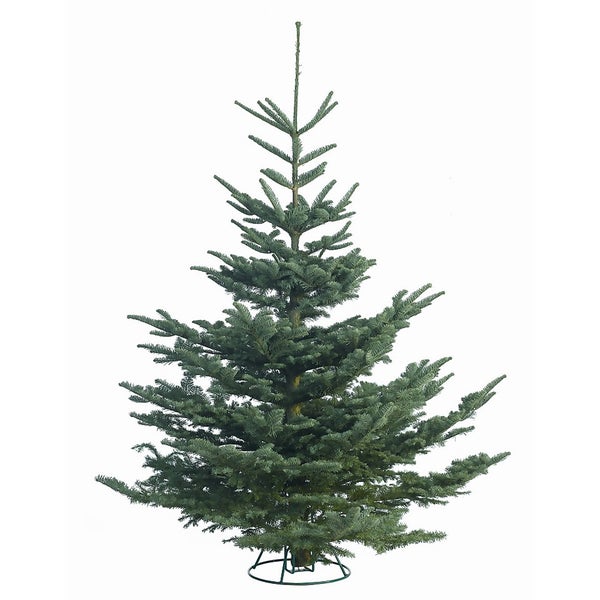 210240cm (78ft) Real Cut Noble Fir Christmas Tree (North Ireland Only