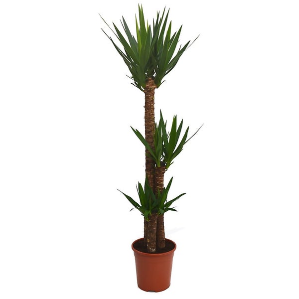 Offer Homebase A Loose, Well Drained Potting Mix. Yucca