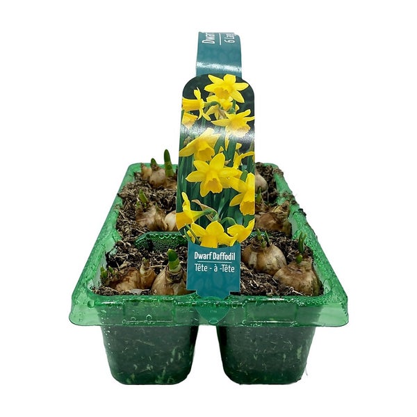 Bulb Selection Large 6 Pack Spring Homebase