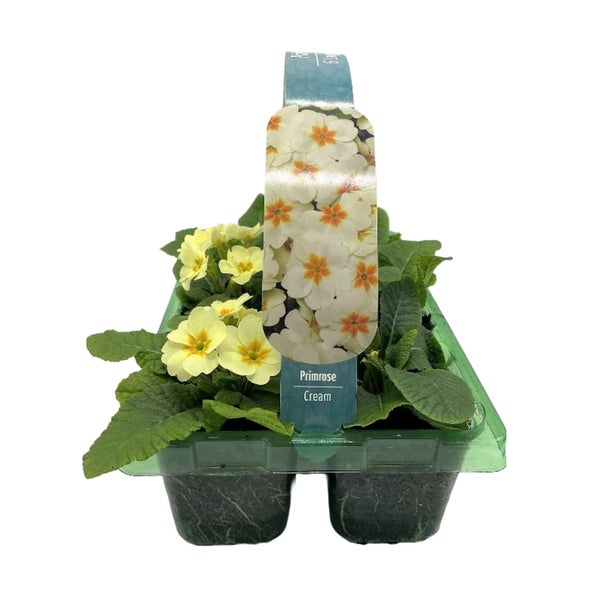 Primrose (Primula Acaulis) Mix Large 6 pack Spring Bedding Plants