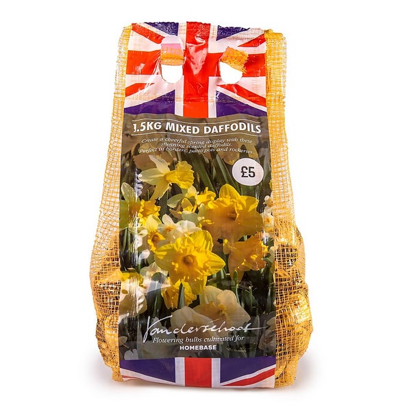 UK Daffodils Mixed 1.5 KG Homebase