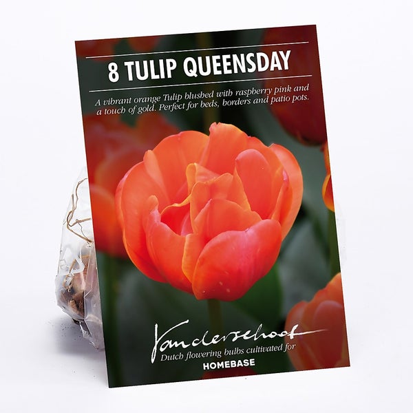 Tulip Queensday Plant Bulbs Homebase