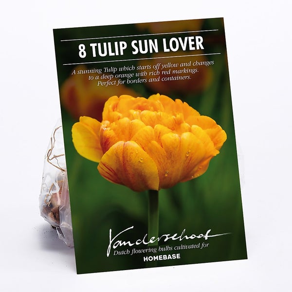 Tulip Sunlover Plant Bulbs Homebase