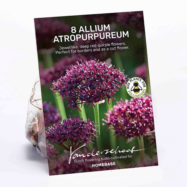 Allium Atropurpureum Plant Bulbs Homebase