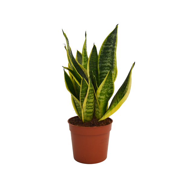 Snake Plant Pot Size 12cm Homebase