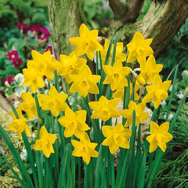 Daffodill Narcissus Mix 1L Homebase
