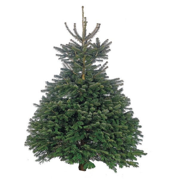 78ft Premium Cut Nordman Fir Real Christmas Tree Homebase