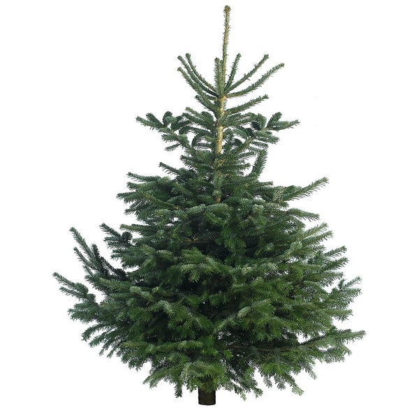 67ft Premium Cut Nordman Fir Real Christmas Tree Homebase