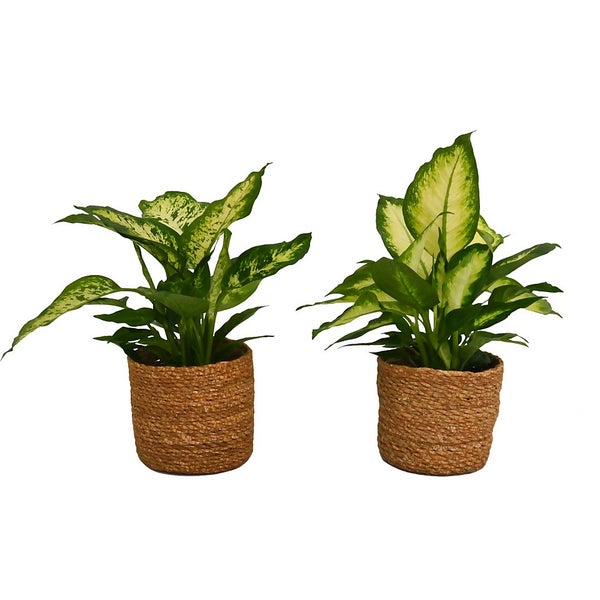 Dieffenbachia (Dumb Cane) in Wicker Basket 15cm Homebase