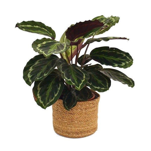 Calathea (Prayer Plant or Living Plant) in Wicker Basket 20cm Homebase