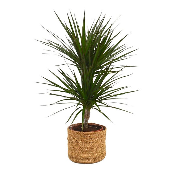 Dracaena Marginata (Dragon Tree) in Wicker Basket 20cm Homebase
