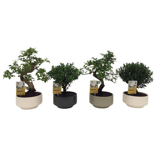 Bonsai mix in ceramic pot Homebase