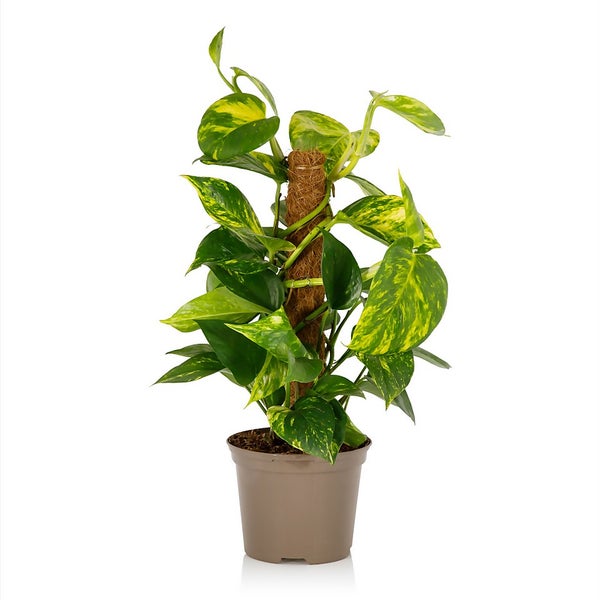 Scindapsus Moss Pole Scindapsus 17cm Homebase