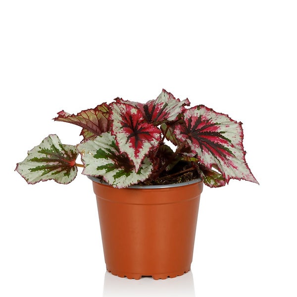 Begonia Beleaf 13cm Homebase