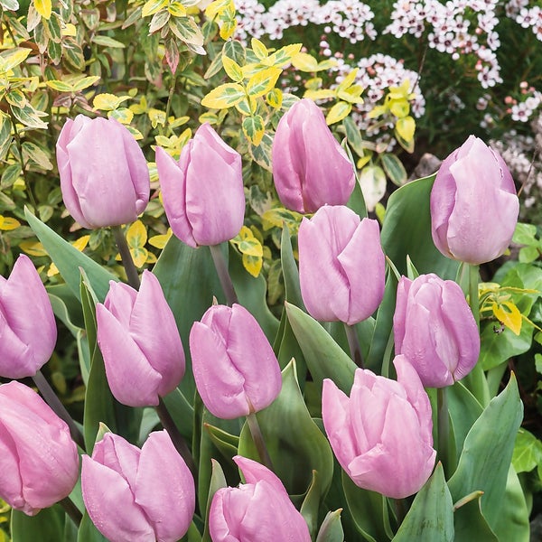 Tulip Collection Patio Planter 3L Homebase