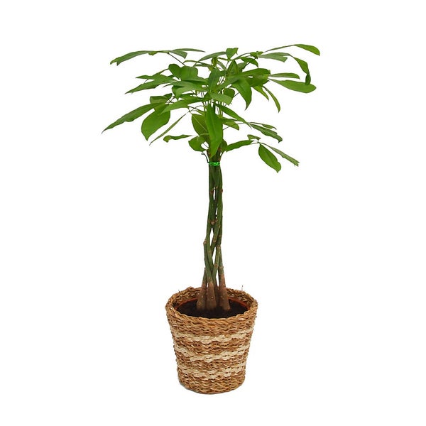 Pachira aquatica (Money Tree) Houseplant in basket 21cm Homebase