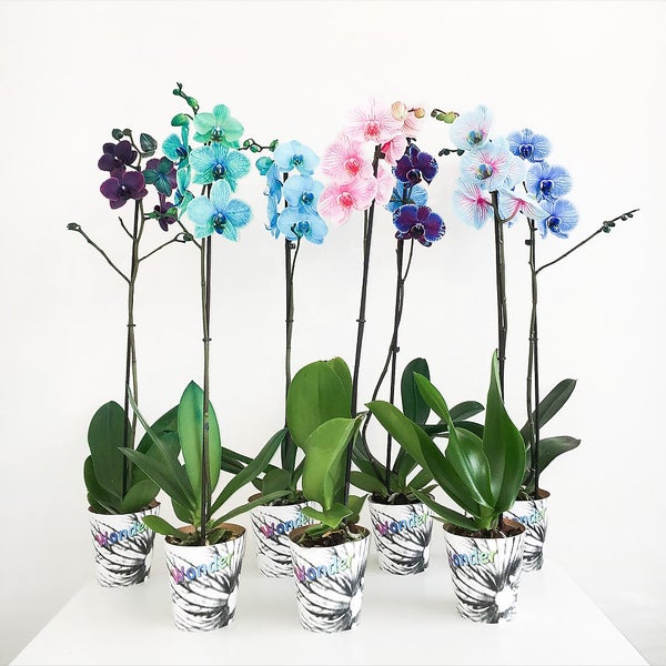 Coloured Moth Orchid 12cm Homebase