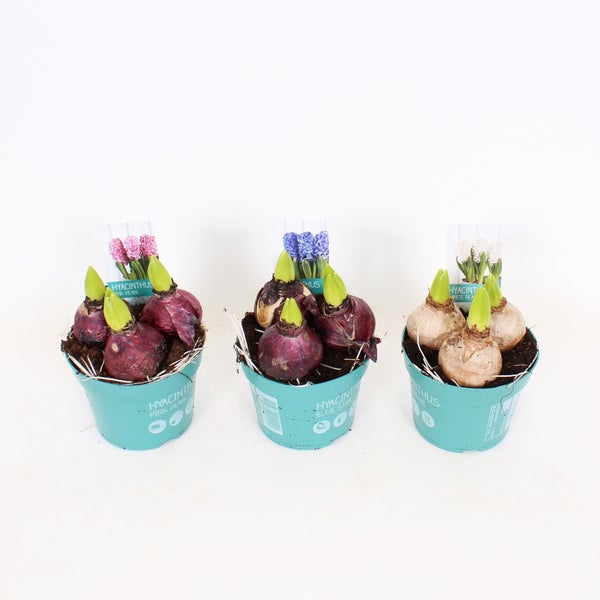Hyacinth Diamond Bulb Collection 12cm pot Homebase