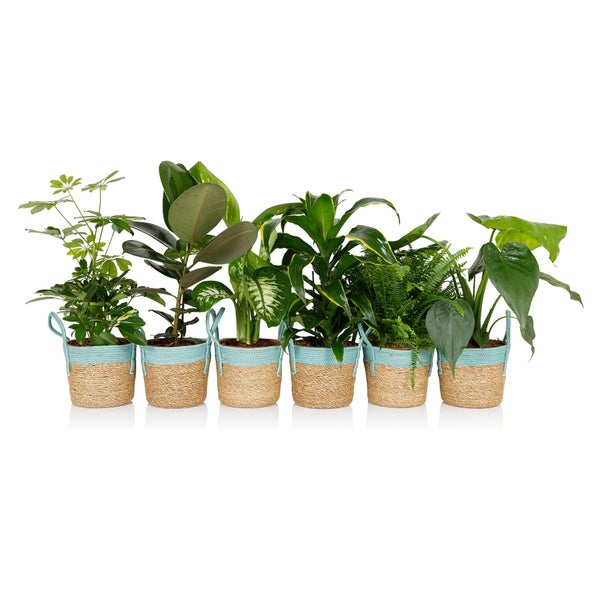 Foliage in Seagrass Basket 19cm Homebase