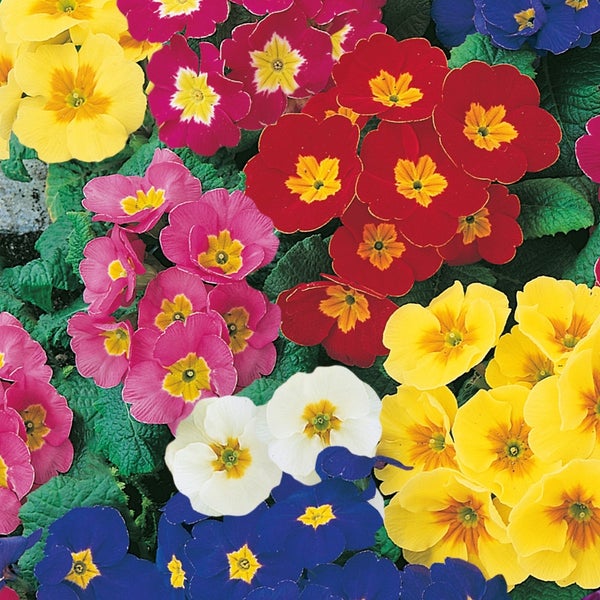 Primrose (Primula) Mix 10.5cm Spring Bedding Plants Homebase
