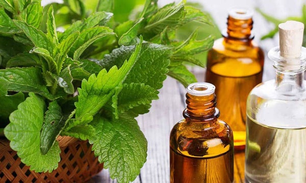 A peppermint plant in a brown pot next to bottles of peppermint oil