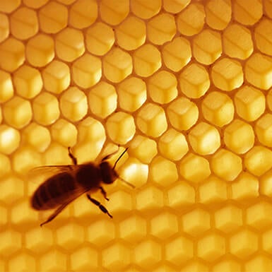 A bee hovering over a honeycomb