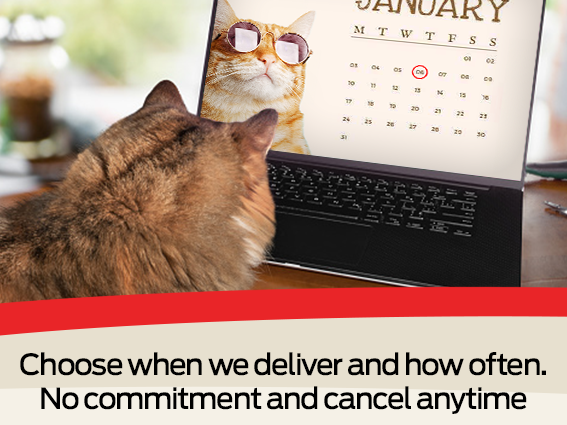 Cat watching a laptop and description at the bottom about choosing a delivery date