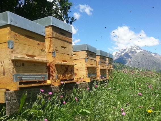 Beehives in the Vosages Mountains