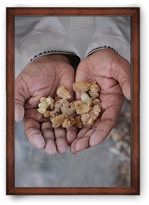 Frankincense ORIGIN: OMAN