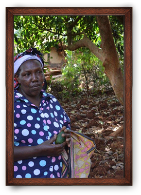 Organic avocado oil ORIGIN: KENYA