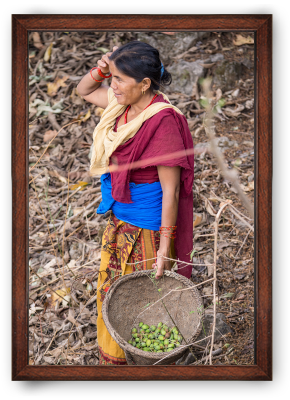 Ethically sourced, organic chiuri butter from Nepal