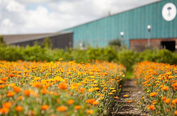 Field of orange flowers