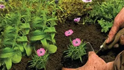 Compost & Soil