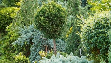 Trees, Conifers & Hedging