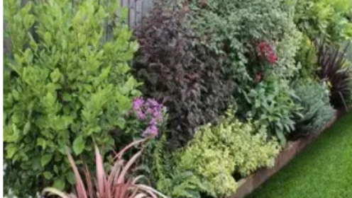 Plants, Seeds & Bulbs