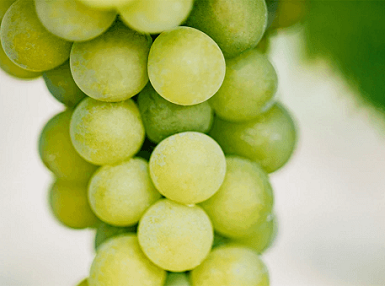Vinanza<sup>®</sup> Grape