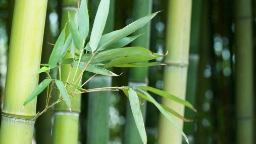 Bamboo ferment