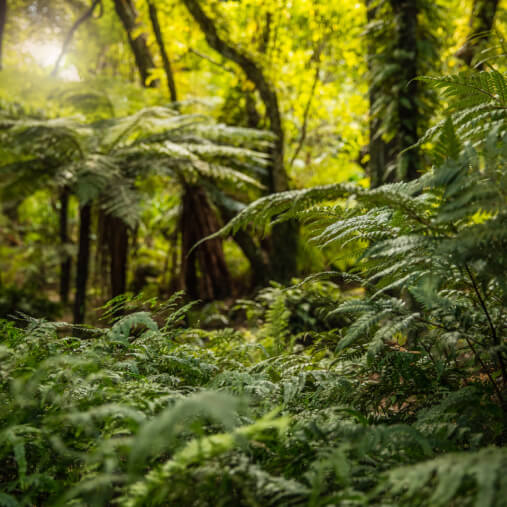 La nature en Nouvelle-Zélande