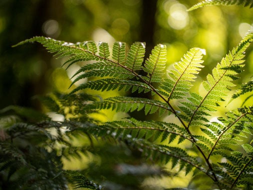 Nature Néo-Zélandaise