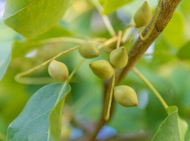 Kakadu Plum
