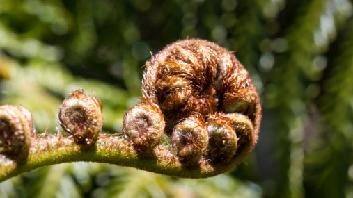 Mamaku black fern