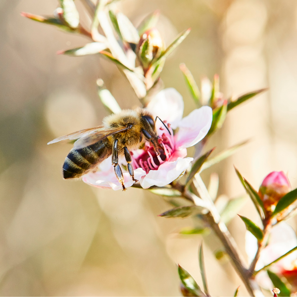 A honey bee sitting on a pink flower and drinking flower juice/Nectar.