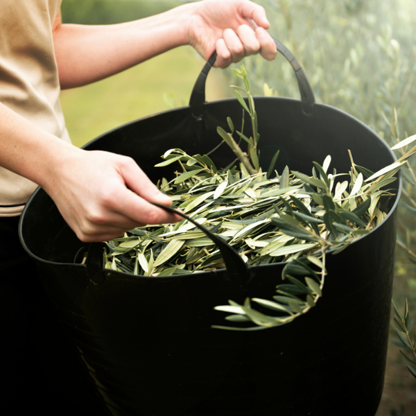 A woman carrying a bag filled with olive leaves for further production of olive leaf extract.