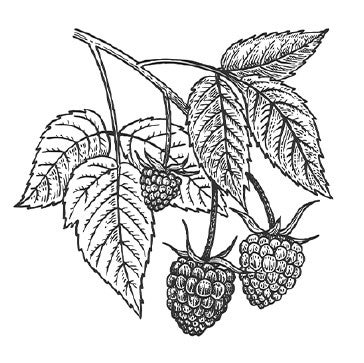 Rubus idaeus (raspberry) seed oil. We use this to fragrance our products. Raspberry Seed Oil is high in vitamin E and thought to sooth skin and promote a healthy glow.