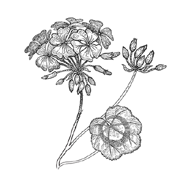 Pelargonium graveolens (geranium) flower oil. Steam distilled from the soft rose like flowers of the geranium plant. It's popular for it's skin toning properties, which is why we use it.