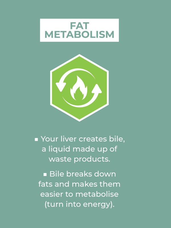 Fat metabolism. Your liver creates bile , a liquid made up of waste products. Bile breaks down fats and makes them easier to metabolise (turns into energy ).