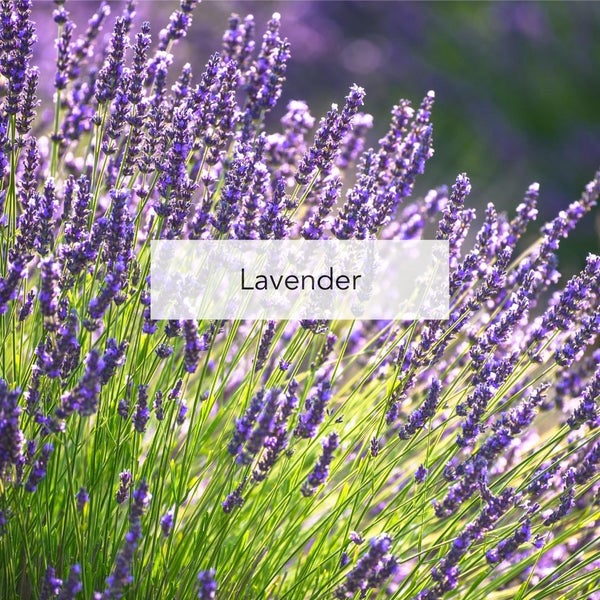 Lavender