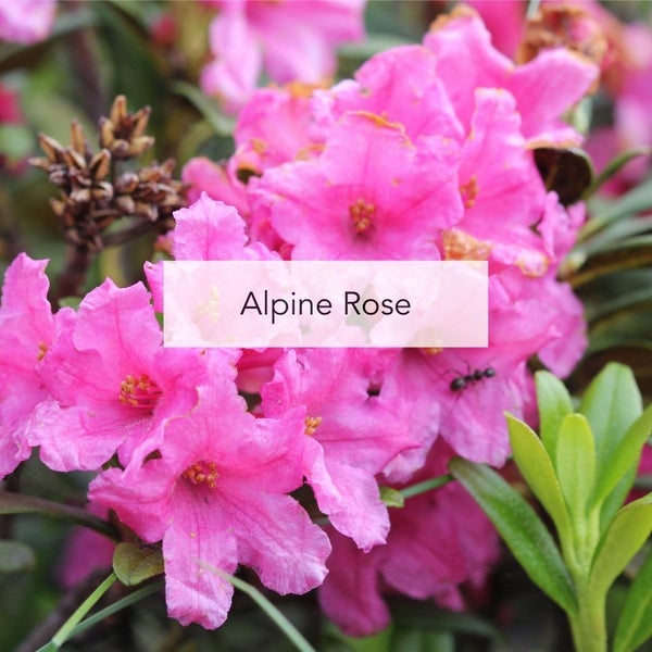 Alpine Rose