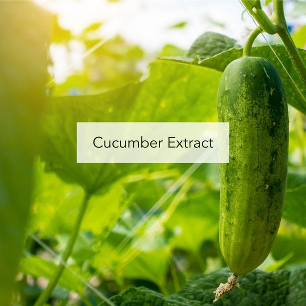 Cucumber Extract